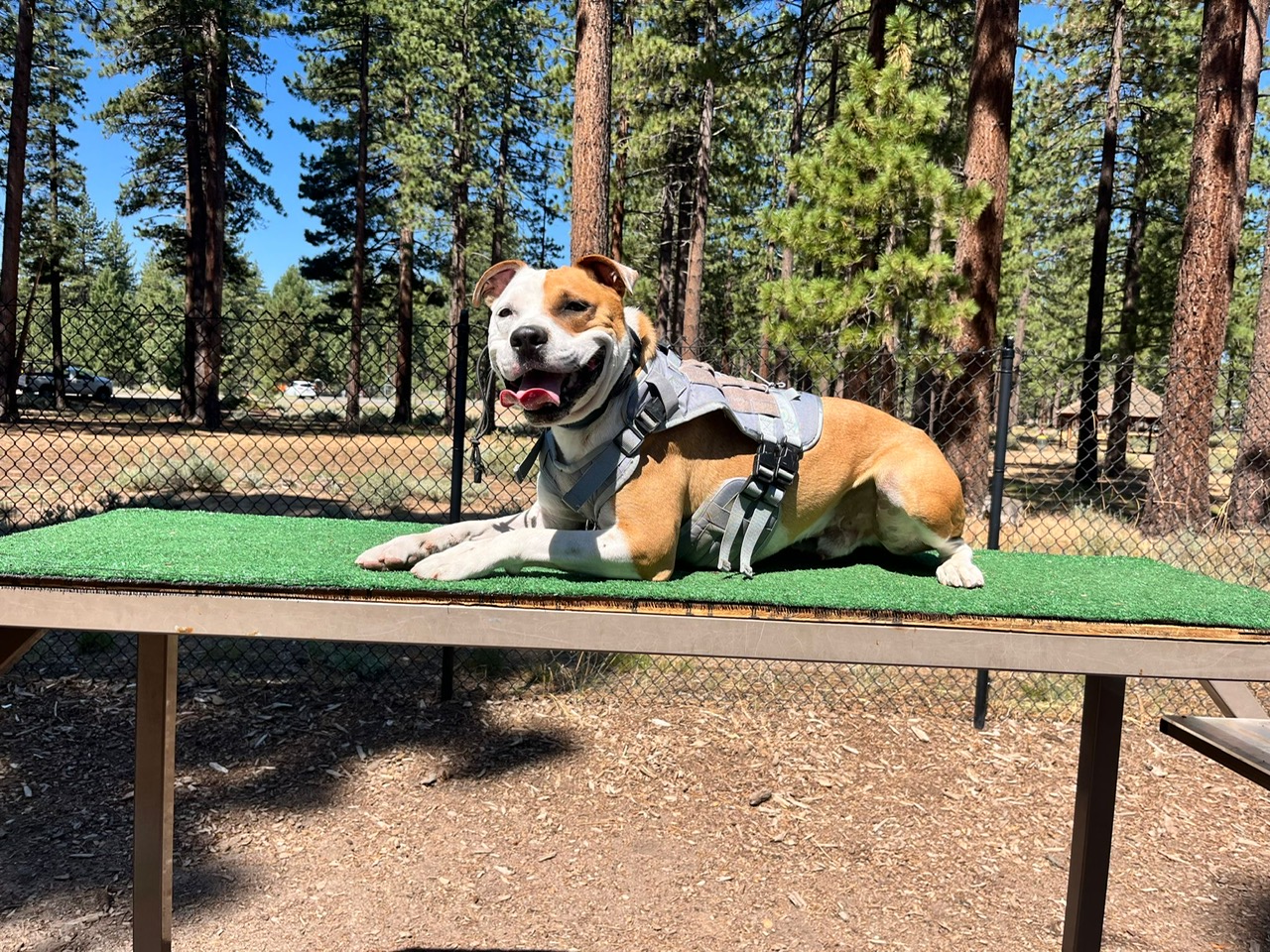 Ricky (GAD0096) | WOOF Animal Rescue